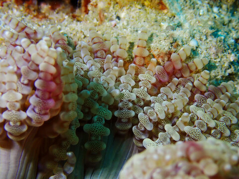 Sea anemone and coral reef in Tioman Island