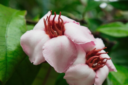 ストロファンツス・グラツスの花。種子に強い毒性と薬効成分を併せ持つことで知られる植物。