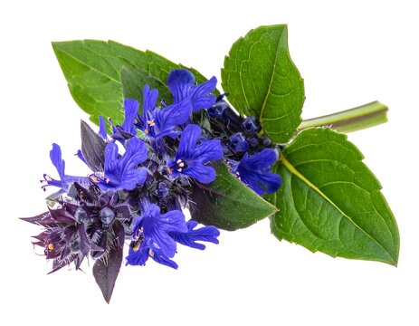 A vibrant floral arrangement featuring purple flowers and lush green leaves on a stem