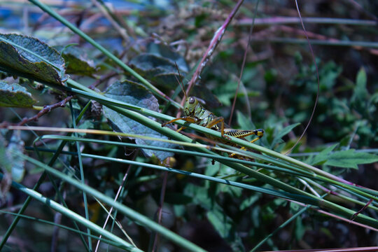 a grass hopper in the cool meadow