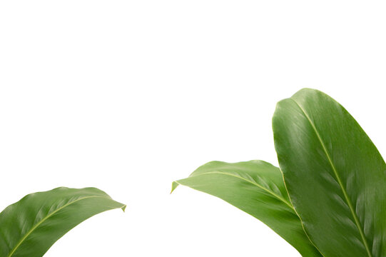 Green tropical leaves framing the bottom of the shot.Natural border with ample white space for text, perfect for eco-friendly and organic designs.