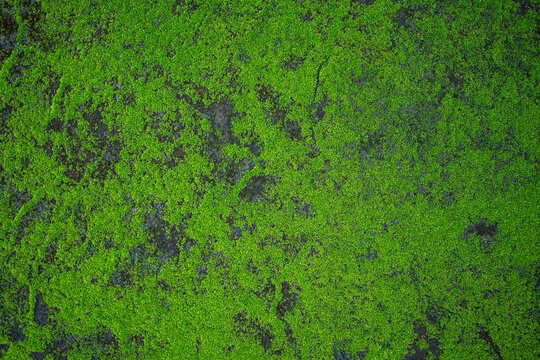 Detailed top-view of vibrant green moss growing naturally on a damp, dark rock surface.