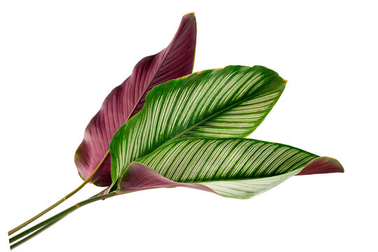 Calathea Majestica (Exotica) leaves with striking white stripes and purple . Tropical foliage plant isolated on white background.