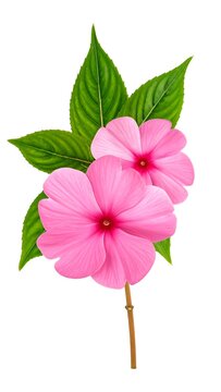 A vibrant floral arrangement featuring two pink flowers with green leaves on a brown stem against a white background