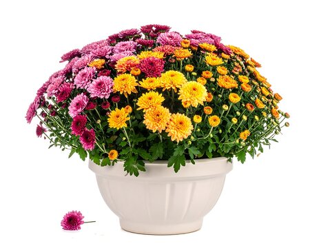 A vibrant floral arrangement in a white pot with pink, orange, and yellow flowers