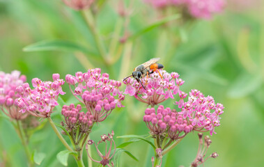 A golden digger wasp (sphex ichneumoneus) feeding on swamp milkweed (asclepias incarnata) flowers.   © Corry Anne