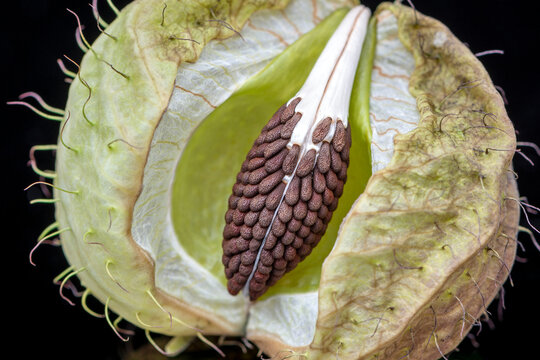 A macro of a swan plant milkweed seed pod (gomphocarpus physocarpus) split, exposing the seeds. 