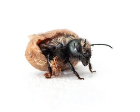 Macro of a female mason bee (osmia lignaria) hatching from its pod. On a white background. 