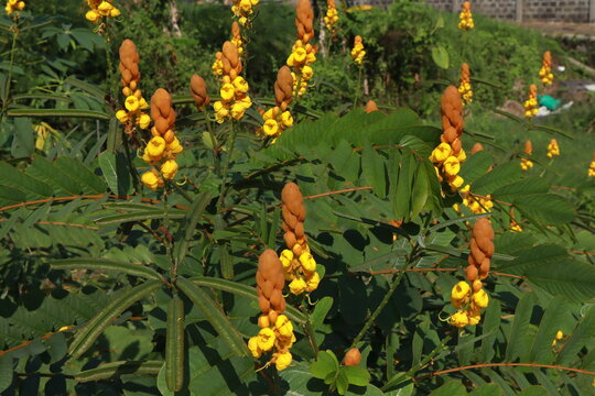 ng Senna alata (candle bush) with vibrant yellow flowers and rich green foliage in a sunny garden.