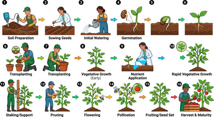 Fototapeta premium Comprehensive plant growth stage and agricultural cultivation process infographic, seed germination to harvest timeline , stock vector