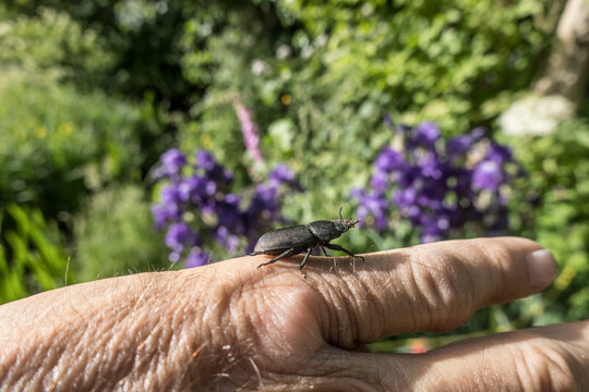 Balkenschr&ouml;ter (Dorcus parallelipipedus)