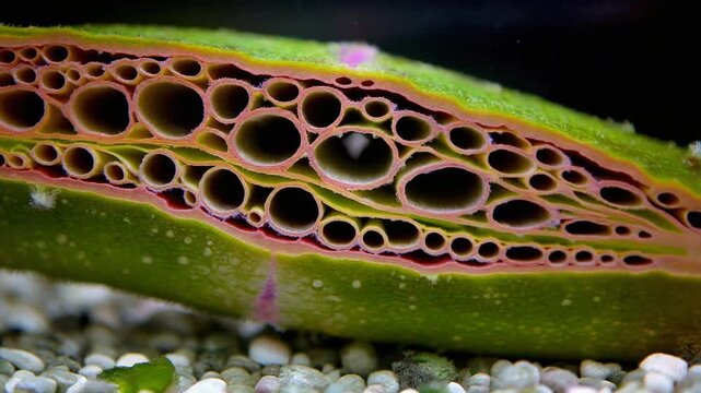 Detailed Close-Up of Aquatic Plant Leaf Anatomy Showcasing Unique Cellular Structure and Natural Pore Patterns in Freshwater Environment