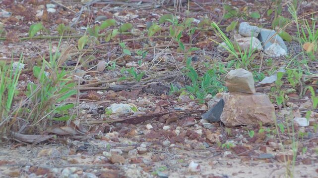 
An adult Savanna Nightjar (Caprimulgus affinis) roosts motionless on sunlit stony ground in open savanna habitat in Thailand. 
