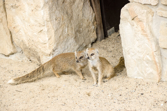 Fuchsmanguste (Cynictis penicillata)
