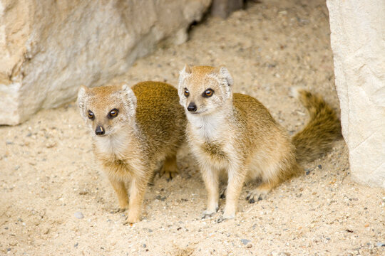 Fuchsmanguste (Cynictis penicillata)