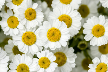 Fototapeta premium Mutterkraut (Tanacetum parthenium)