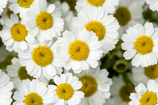 Mutterkraut (Tanacetum parthenium)