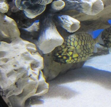 Honeycomb Cowfish Swimming in a Decorated Aquarium, Marine Life Photography