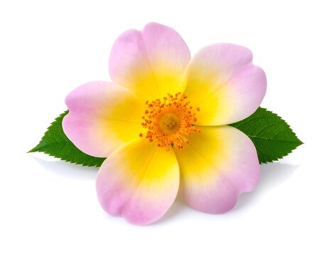 A vibrant flower with pink and yellow petals and green leaves on white background