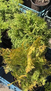Potted thuja bushes displayed at market, sunlit trays of small conifer shrubs in plastic pots, vendor arranging rows, vibrant.