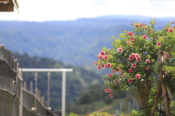 Fototapeta premium Leaving Phetchaburi Province, Thailand.