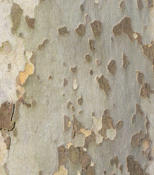 Texture of plane tree bark with spots