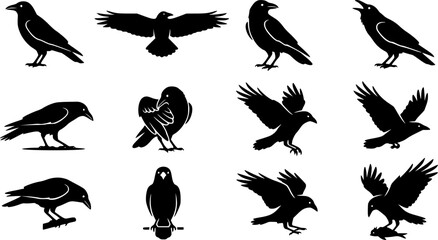 Obraz premium Carrion Crow silhouette icon set, flat black glyph style, pure white background