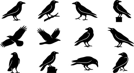 Obraz premium Carrion Crow silhouette icon set, flat black glyph style, pure white background