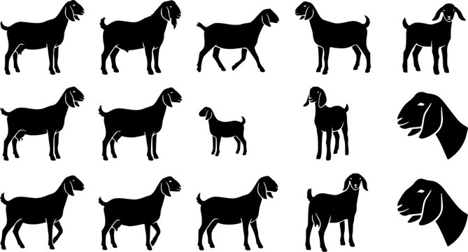 Nubian show goat silhouette icon set, flat black glyph style, pure white background