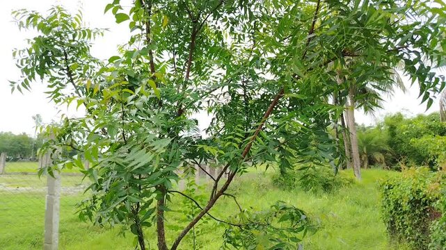 Medicinal Neem Plant Foliage Swaying Gently in a Tropical Backyard
