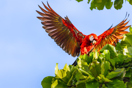 Scarlet macaw (Ara macao) landing on a lush green tree canopy with wide spread wings, Costa Rica.