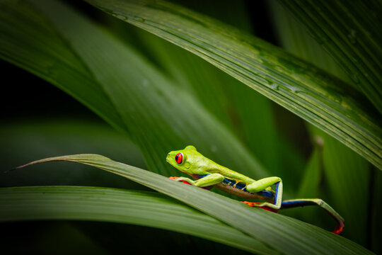 Red-Eyed Tree Frog (Agalychnis callidryas) Stretching on Green Leaves, La Paz, Costa Rica