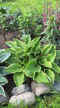 A large hosta plant with big green leaves is surrounded by small rocks and grass in a garden with other plants and flowers in the background.