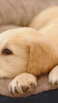 Vertical video: Clip starting, puppy blinking, settling on mat at home on dark fabric, resting