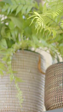 Vertical video: Panning camera revealing woven plant pots on ledge by window, with sunlit fronds