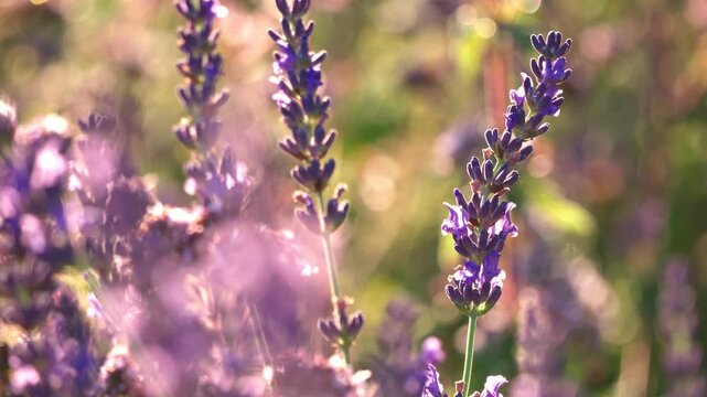 Tokyo,Japan - June 16, 2026: Closeup of lavender flowers in the Morning sun