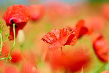 Fototapeta premium Vibrant red poppies blooming in sunlit field during springtime