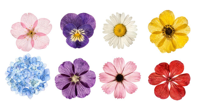 Pressed Flower Heads Collection