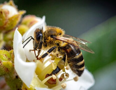 Bee on white flower nectar