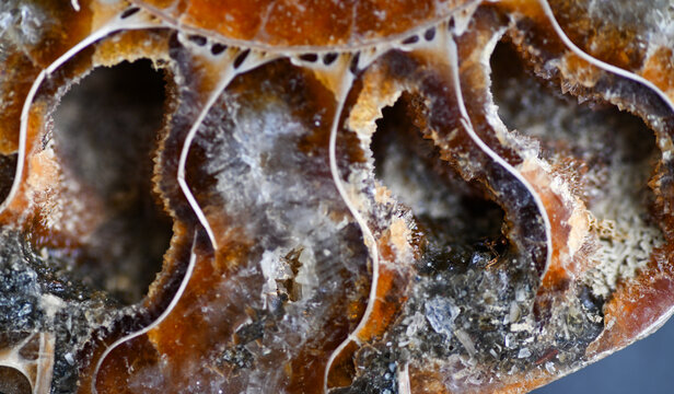 Close up of Cut and Polished Fossilized Ammonite Shell in Shades of Brown and Amber