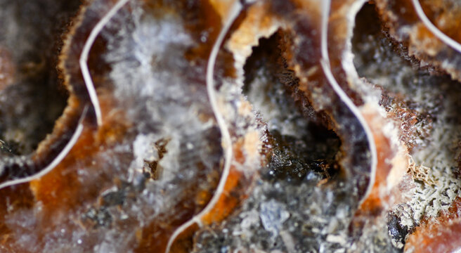 Close up of Cut and Polished Fossilized Ammonite Shell in Shades of Brown and Amber