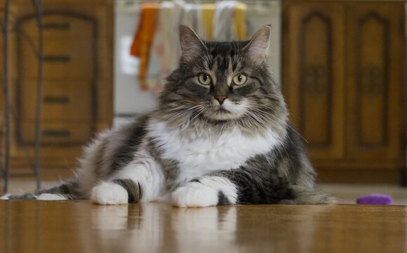 Chat poil long