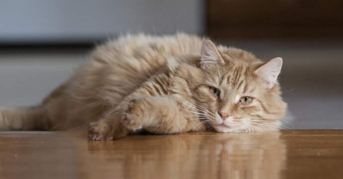 Chat roux poil long