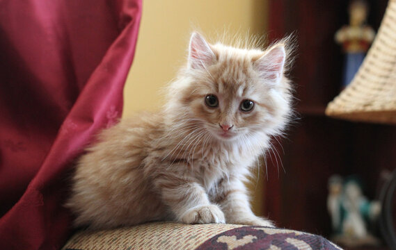 Chaton roux