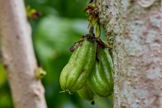 Green Bilimbi Fruit Hanging from a Tree Branch