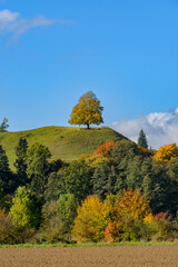 Fototapeta premium Solitary Linden Tree on Green Hill in Autumn, Baden-Württemberg, Germany