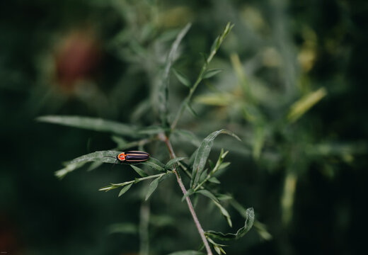 Lightning Bug Resting on Summer Foliage at Dusk