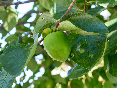 Ripening hachiya persimmon tree fruit