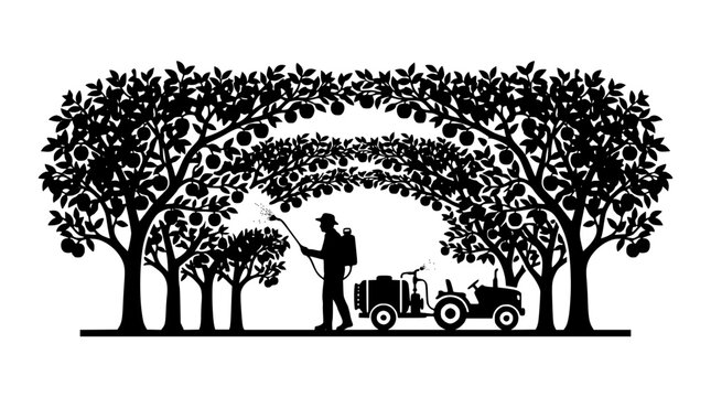 Farmer spraying fruit trees in an orchard silhouette with agriculture tractor