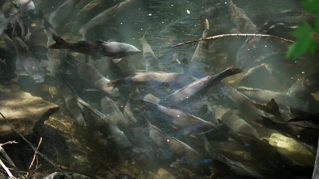 Looking down into the Provo River at school of carp as they spawn in the summer in Utah.